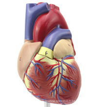 TopRanking 12479 Modèle anatomique de coeur, taille de la vie 2-pièces Anatomie Modèle médical de coeur